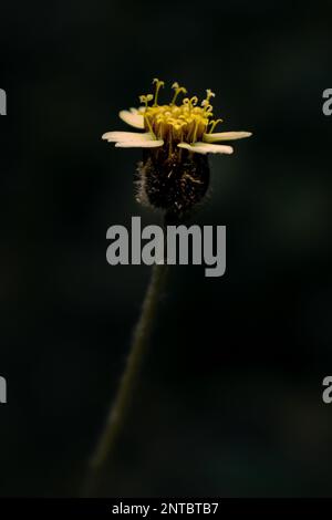 Il delicato capolavoro della natura, che fiorisce di grazia e incanta il mondo con la sua vibrante bellezza Foto Stock