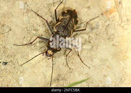 Scarabeo comune della tigre (Neocicindela tuberculata) Foto Stock