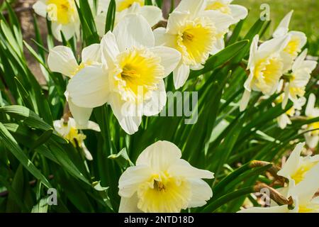 Daffodils (Narcissus pseudonarcissus) nel giardino organico primaverile tempo cottage a Ludington, Michigan, USA Foto Stock