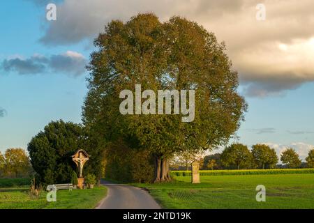 Monumento naturale all'albero di Lime Dicke, Ahaus-Wuellen, Muensterland, Renania settentrionale-Vestfalia, Germania Foto Stock