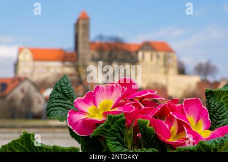 Vista del castello di Quedlinburg in primavera Foto Stock