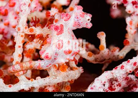 Cavalluccio marino pygmy di Bargibant, Hippocampus bargibanti, Tulamben, Bali, Indonesia, Pacifico Foto Stock