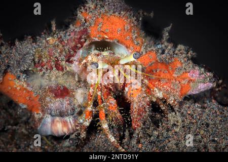 Dark Knee Hermit Crab, Dardanus lagopodes, Tulamben, Bali, Indonesia, Pacifico Foto Stock