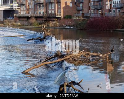 DURHAM, CONTEA DI DURHAM/UK - GENNAIO 19 : Cormorano in piedi su un albero caduto bloccato nello strutto sul Fiume usura a Durham, Contea di Durham il Gennaio Foto Stock