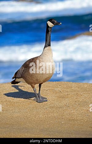 Canada Goose (Branta canadensis), adulto, Monterey, California, Nord America, STATI UNITI Foto Stock