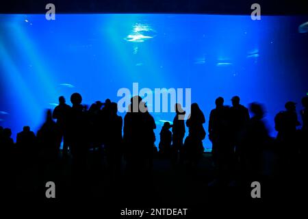 Acquario di Monterey, persone che osservano gli animali all'acquario, Monterey, California, Nord America, Stati Uniti Foto Stock