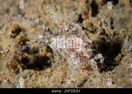 Granchio decoratore, Hyastenus sp., Tulamben, Bali, Indonesia, Pacifico Foto Stock