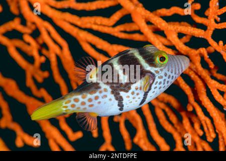 Toby, Canthigaster valentini, Padang Bai, Bali, Indonesia, Pacifico Foto Stock