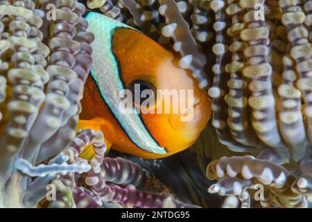 Anemonefish di Clark, Amphiprion clarkii, sull'anemone ospite, Hecteractis aurora, Padang Bai, Bali, Indonesia, Pacifico Foto Stock