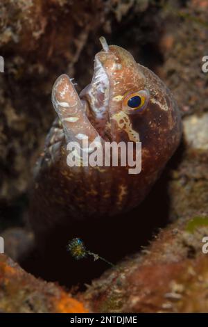 Moray di pinne barrata, Gymnothorax zonipectis, Tulamben, Bali, Indonesia, Pacifico Foto Stock