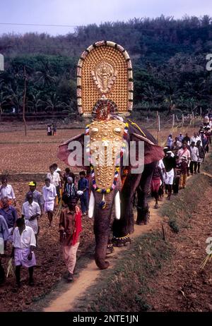 Processione degli elefanti su uno stretto confine di risaie, festival di Pooram al tempio di Uthralikkavu Bhagavathi vicino a Thrissur Trichur Kerala, India del Sud Foto Stock