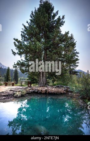 Piscina d'acqua con alberi giganti nel Parco nazionale di Banff. Foto Stock