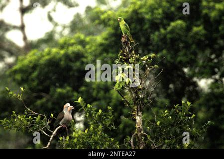 Due individui di piccione imperiale verde (Ducula aenea) e una specie non identificata di lorichetto sono fotografati mentre sono appollaiati sulla cima di un albero in un'area della foresta pluviale vicino al Monte Tangkoko e Duasudara in Bitung, Sulawesi settentrionale, Indonesia. Foto Stock
