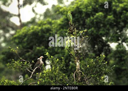 Due individui di piccione imperiale verde (Ducula aenea) e una specie non identificata di lorichetto sono fotografati mentre sono appollaiati sulla cima di un albero in un'area della foresta pluviale vicino al Monte Tangkoko e Duasudara in Bitung, Sulawesi settentrionale, Indonesia. Foto Stock