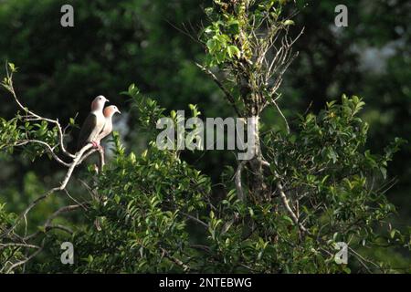 Due individui di piccione imperiale verde (Ducula aenea) sono visti appollaiare sulla cima di un albero in un'area della foresta pluviale vicino al Monte Tangkoko e Duasudara in Bitung, Sulawesi Nord, Indonesia. Foto Stock