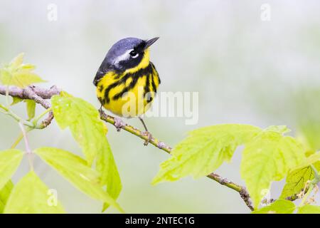 Magnolia Warbler arroccato su un ramo in primavera Foto Stock