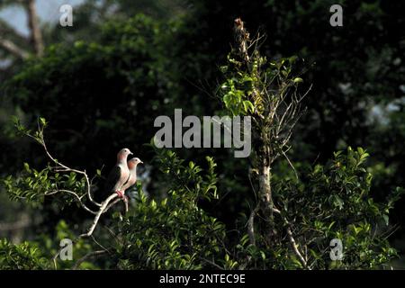 Due individui di piccione imperiale verde (Ducula aenea) sono visti appollaiare sulla cima di un albero in un'area della foresta pluviale vicino al Monte Tangkoko e Duasudara in Bitung, Sulawesi Nord, Indonesia. Foto Stock