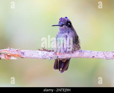 Hummingbird con testa viola appollaiato su un albero Foto Stock