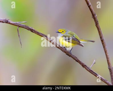 White Eyed Vireo arroccato su un ramo nel Michigan Foto Stock