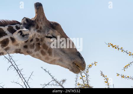 Primo piano di una giraffa di angolani, che mangia bacche da un albero nel Parco Nazionale di Etosha. Foto Stock