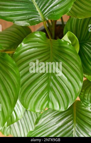 Grande foglia a strisce di pianta esotica di casa «Calathea Orbifolia Prayer Plant» Foto Stock