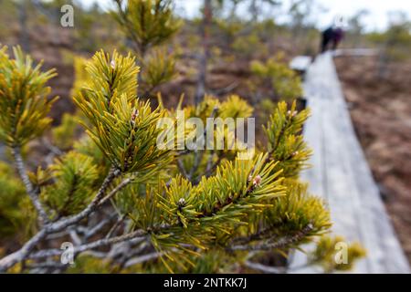 Vista sulla natura della palude con un sentiero in legno che si snoda attraverso la palude Foto Stock