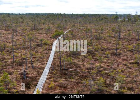 Vista sulla natura della palude con un sentiero in legno che si snoda attraverso la palude Foto Stock