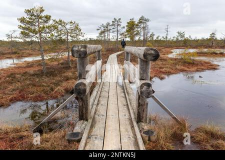 Vista naturale della palude durante il giorno con una passerella in legno e un ponte in legno di legno sui fossi e stagni d'acqua della palude Foto Stock