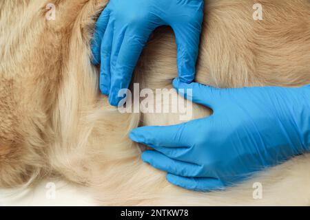 Veterinario controllo della pelle del cane per zecche, primo piano Foto Stock