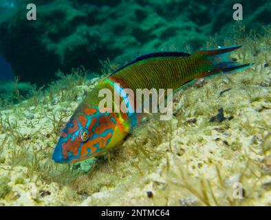 Wrasse decorato Foto Stock