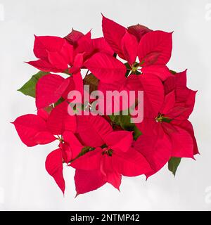 Vista dall'alto verso il basso di una grande pianta di casa di poinsettia in vaso Euphorbia rosso brillante su sfondo bianco che mostra foglie verdi sotto le bratte Foto Stock