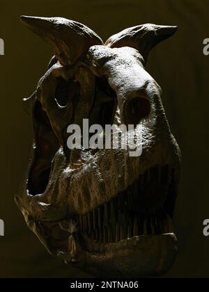 Carnotaurus sastrei ricostruzione del cranio paleoart, un dinosauro predatore di Abelisauridae con un solo scheletro conosciuto trovato. Cranio e ganascia curva mostrati in figura Foto Stock