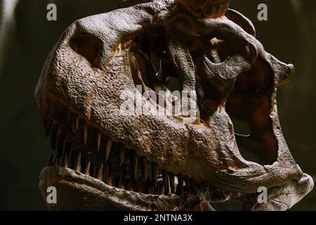 Carnotaurus sastrei ricostruzione del cranio paleoart, un dinosauro predatore di Abelisauridae con un solo scheletro conosciuto trovato. Cranio e ganascia curva mostrati in figura Foto Stock