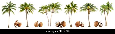 palme da cocco, palme da cocco e noci di cocco isolate su sfondo bianco Foto Stock