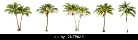 palme da cocco, palme da cocco isolate su sfondo bianco Foto Stock