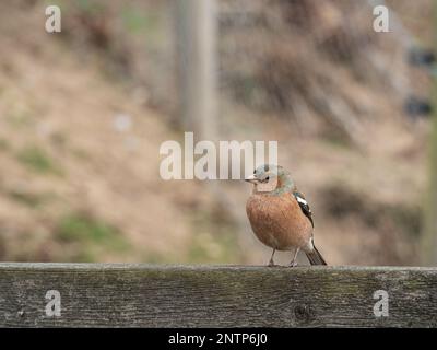 Un gesso maschio (Fringilla coelebs) seduto sul retro di una panca da giardino Foto Stock