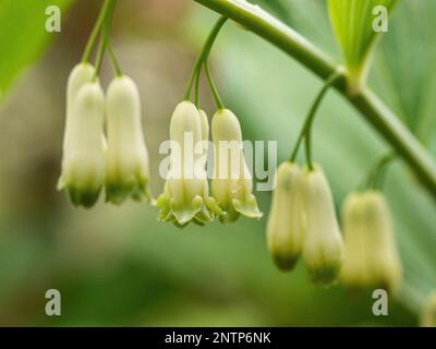 Un piccolo gruppo di fiori pendenti a forma di campana verde e bianco di Polygonatum Hybridum Foto Stock