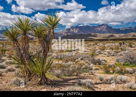 Yuccas, Providence Mountains, vista da Black Canyon Road, Mojave Desert, Mojave National Preserve, California, Stati Uniti Foto Stock