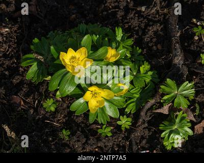 Un gruppo di aconiti invernali gialli (Eranthis hyemalis) fiorito nel sole primaverile. Foto Stock