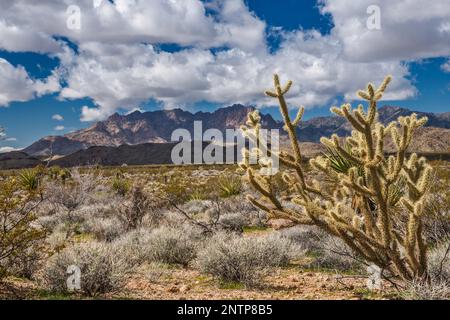 Buckhorn cholla Cactus, Providence Mountains, vista da Black Canyon Road, Mojave Desert, Mojave National Preserve, California, USA Foto Stock