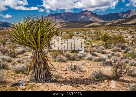 Yuccas, Providence Mountains, vista da Black Canyon Road, Mojave Desert, Mojave National Preserve, California, Stati Uniti Foto Stock