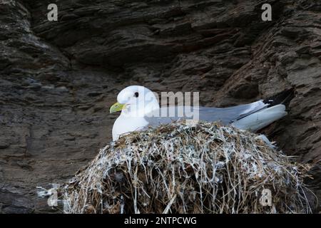 Dreizehenmöwe, auf ihrem Nest in der Steilwand, Felswand, Dreizehen-Möwe, Möwe, Möwen, Dreizehenmöve, rissa tridactyla, kittiwake, kittiw a zampe nere Foto Stock