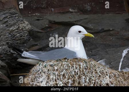 Dreizehenmöwe, auf ihrem Nest in der Steilwand, Felswand, Dreizehen-Möwe, Möwe, Möwen, Dreizehenmöve, rissa tridactyla, kittiwake, kittiw a zampe nere Foto Stock