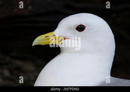 Dreizehenmöwe, Dreizehen-Möwe, Möwe, Möwen, Dreizehenmöve, Rissa tridactyla, kittiwake, nero-gambe, kittiwake La Mouette tridactyle Foto Stock