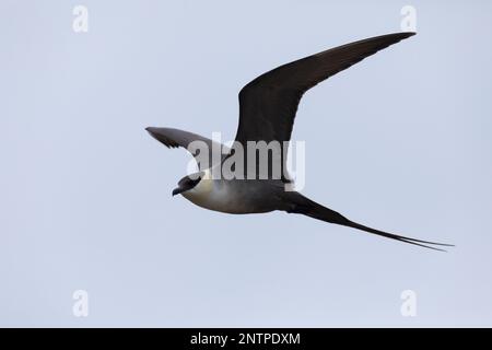 Falkenraubmöwe, Falken-Raubmöwe, Flugbild, Flugbild, Fliegend, Raubmöwe, Raubmöwen, Stercorarius longicaudus, skua a coda lunga, jaeger a coda lunga, volo Foto Stock