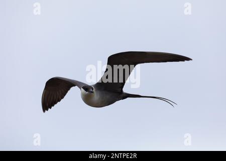 Falkenraubmöwe, Falken-Raubmöwe, Flugbild, Flugbild, Fliegend, Raubmöwe, Raubmöwen, Stercorarius longicaudus, skua a coda lunga, jaeger a coda lunga, volo Foto Stock