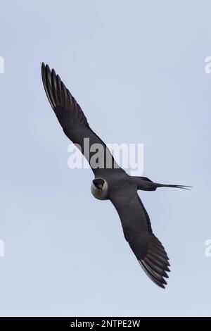 Falkenraubmöwe, Falken-Raubmöwe, Flugbild, Flugbild, Fliegend, Raubmöwe, Raubmöwen, Stercorarius longicaudus, skua a coda lunga, jaeger a coda lunga, volo Foto Stock