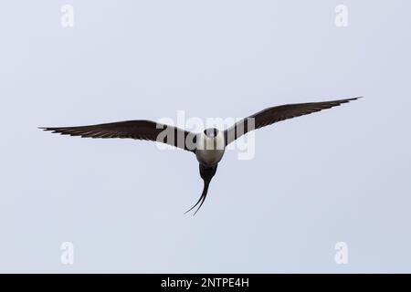 Falkenraubmöwe, Falken-Raubmöwe, Flugbild, Flugbild, Fliegend, Raubmöwe, Raubmöwen, Stercorarius longicaudus, skua a coda lunga, jaeger a coda lunga, volo Foto Stock