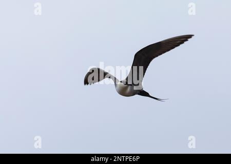 Falkenraubmöwe, Falken-Raubmöwe, Flugbild, Flugbild, Fliegend, Raubmöwe, Raubmöwen, Stercorarius longicaudus, skua a coda lunga, jaeger a coda lunga, volo Foto Stock