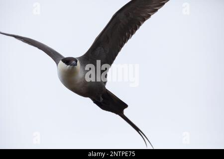 Falkenraubmöwe, Falken-Raubmöwe, Flugbild, Flugbild, Fliegend, Raubmöwe, Raubmöwen, Stercorarius longicaudus, skua a coda lunga, jaeger a coda lunga, volo Foto Stock